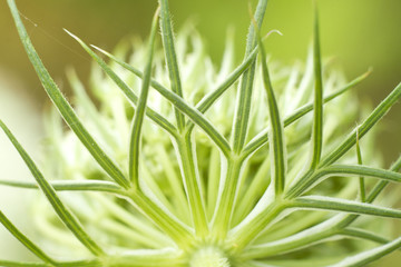 WIlde Möhre- Daucus carota