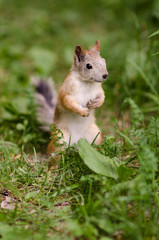 squirrel