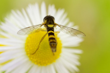 schwebfliege- Syrphidae