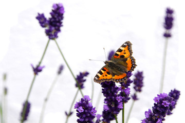 Naklejka premium Schmetterling auf Lavendel