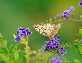 Butterfly on a flower