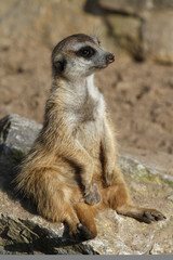 männliches Erdmännchen