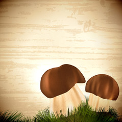 Boletus edulis mushrooms