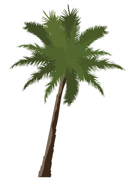 vector palm tree isolated