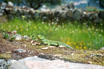 Eidechse auf Mauer