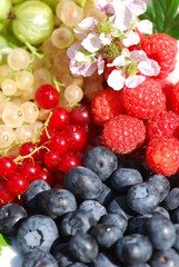 Variety of organically grown berries