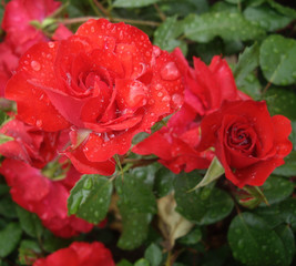 Rain drops on red roses