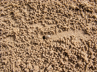 Ghost crab on sand beach