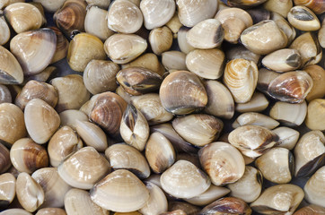 Enamel Venus Shell(Meretrix meretrix)