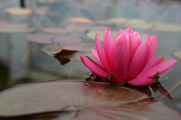 Seerose fleur de lotus
