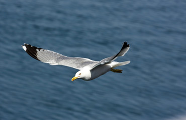 Flying seagull