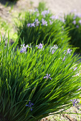 fresh and green leaves (shallow DOF)