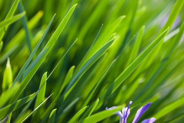 fresh and green leaves (shallow DOF)