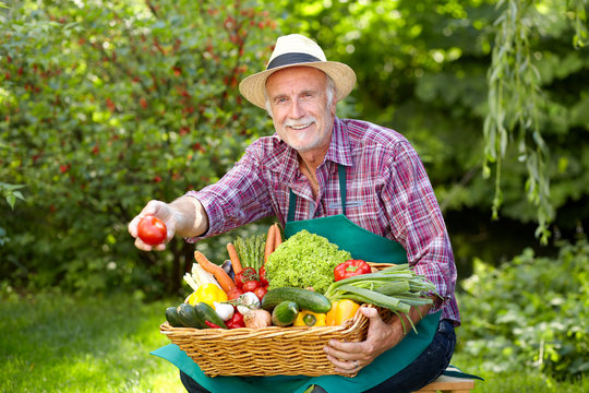 Senior gardener with vegetables is presenting a tomato