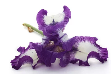 Velvet curtains Iris iris