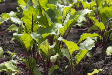 Young beetroot growing on the vegetable bed