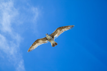 sea gull flying in the blue sky