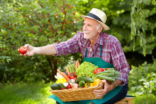 Senior gardener is presenting a basket with vegetables