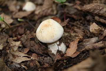 champignon