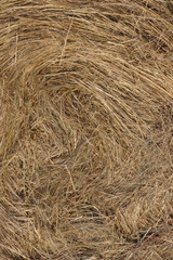 Straw texture