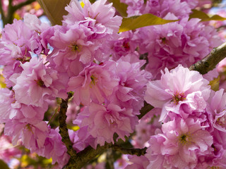 Obraz premium Cherry Blossom in Suburban English Garden