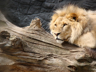 Löwe