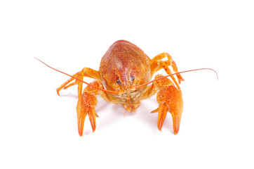 crayfish