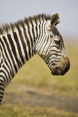 Fototapeta na wymiar Profilo di zebra