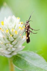 honey insect collects flower nectar
