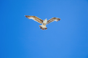 sea gull flying in the blue sky
