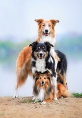 composition of the three dogs border collie and sheltie