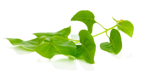 Branch with green leaves isolated on white