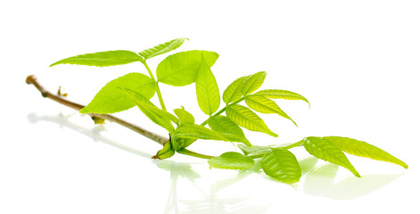 Branch with green leaves isolated on white
