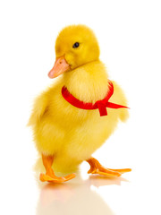 Duckling with ribbon isolated on white