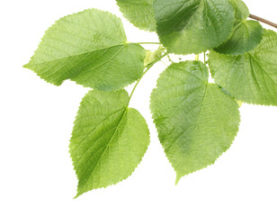 linden green leaves isolated on white.