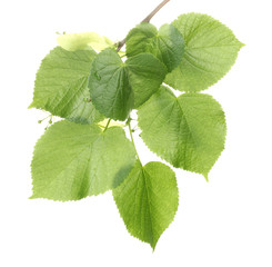 Naklejka na ściany i meble lipa zielone liście na białym tle.