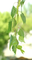 green birch leaves on green background