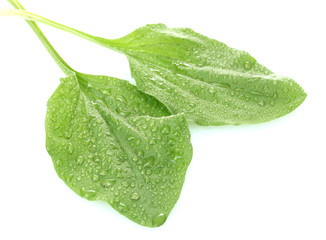 plantain leaves with drops  isolated on a white