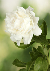 beautiful white peony on green background