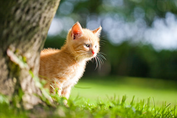 little kitten in the garden