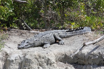 American crocodile (Crocodylus acutus) Basking in The Sun