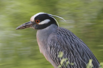 Yellow-crowned Night-Heron (Nyctanassa violacea)