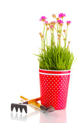 Pink flowers in pot with instruments isolated on white