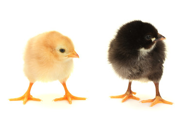 black and yellow little chickens isolated on the white