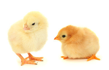 two yellow little chickens isolated on the white
