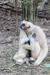 White Cheeked Gibbon or Lar Gibbon with baby