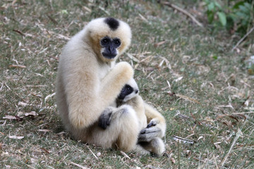 White Cheeked Gibbon or Lar Gibbon with baby