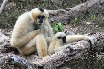White Cheeked Gibbon or Lar Gibbon with baby