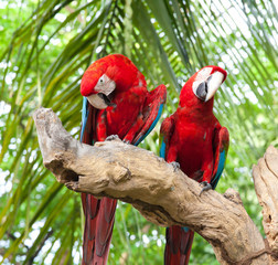 Naklejka premium couple macaw