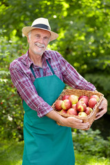 Senior gardener with a basket of apple